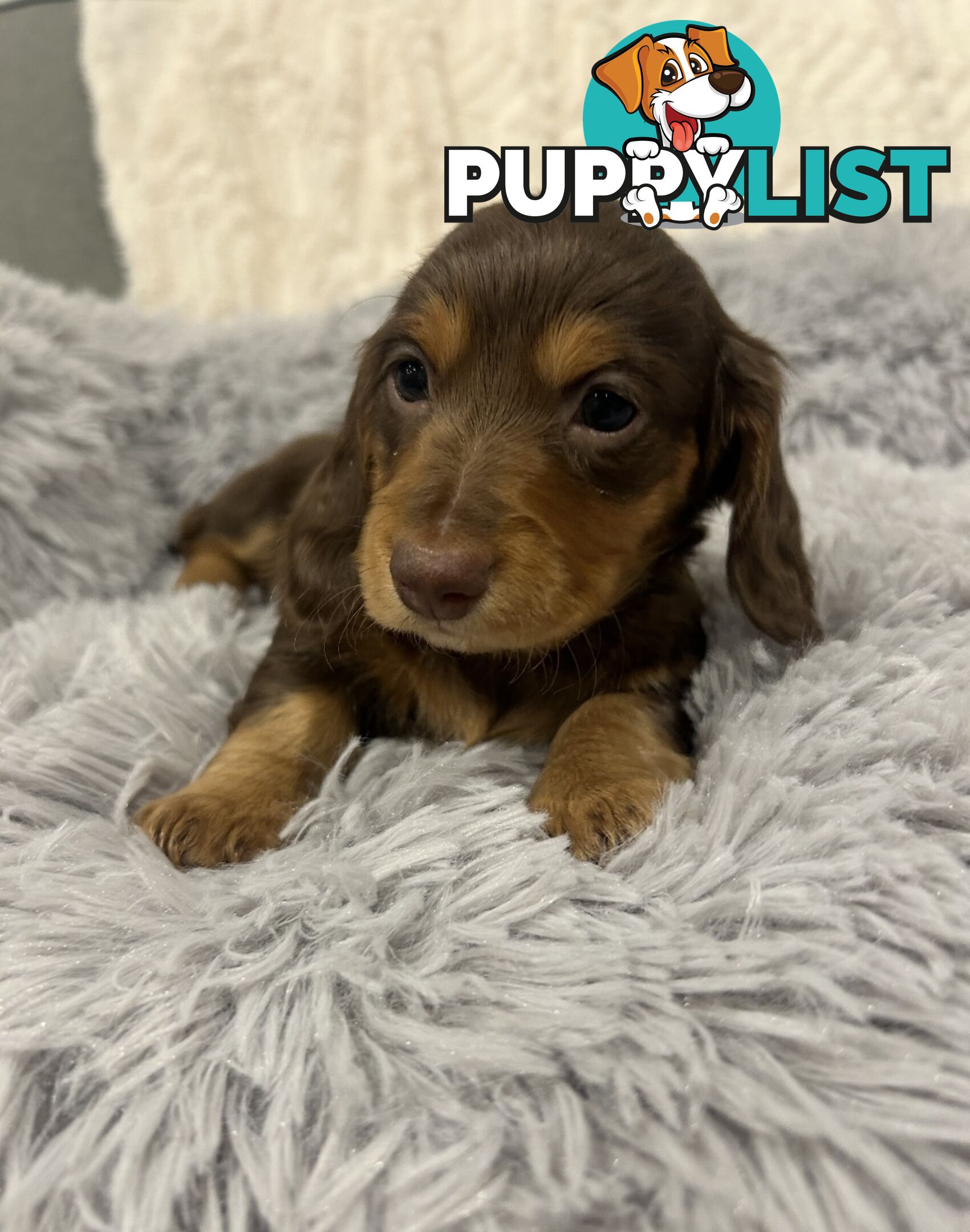 Purebred Miniture Dachshund Puppies 🤎
