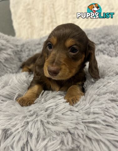 Purebred Miniture Dachshund Puppies 🤎