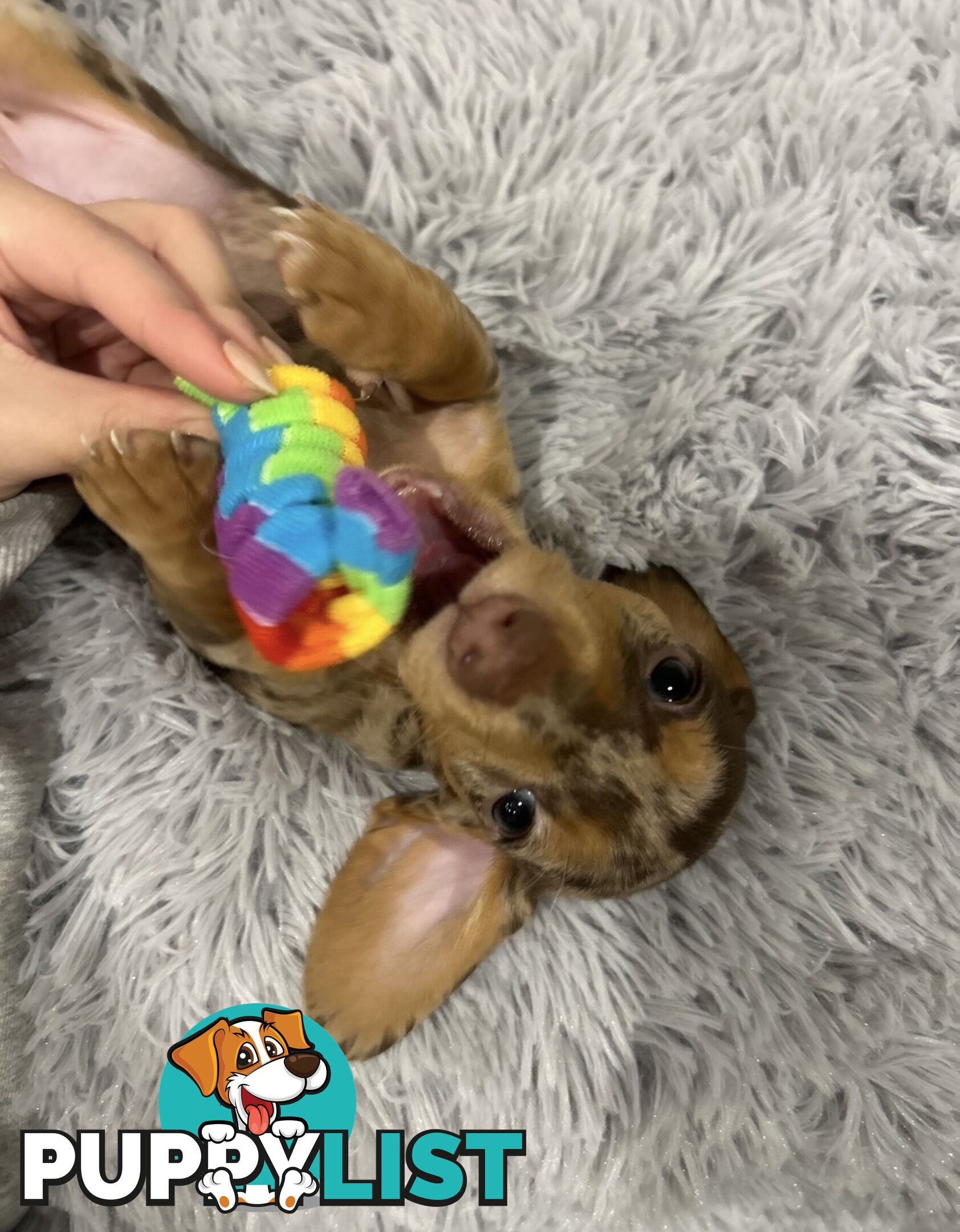 Purebred Miniture Dachshund Puppies 🤎