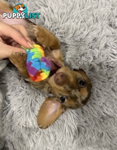 Purebred Miniture Dachshund Puppies 🤎
