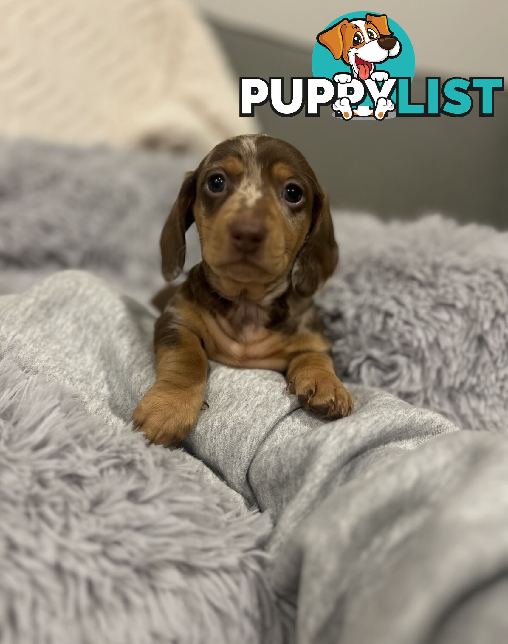 Purebred Miniture Dachshund Puppies 🤎