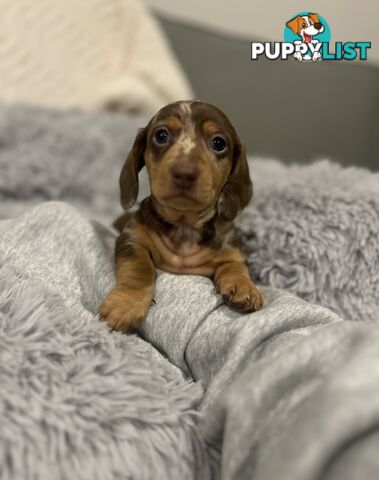 Purebred Miniture Dachshund Puppies 🤎