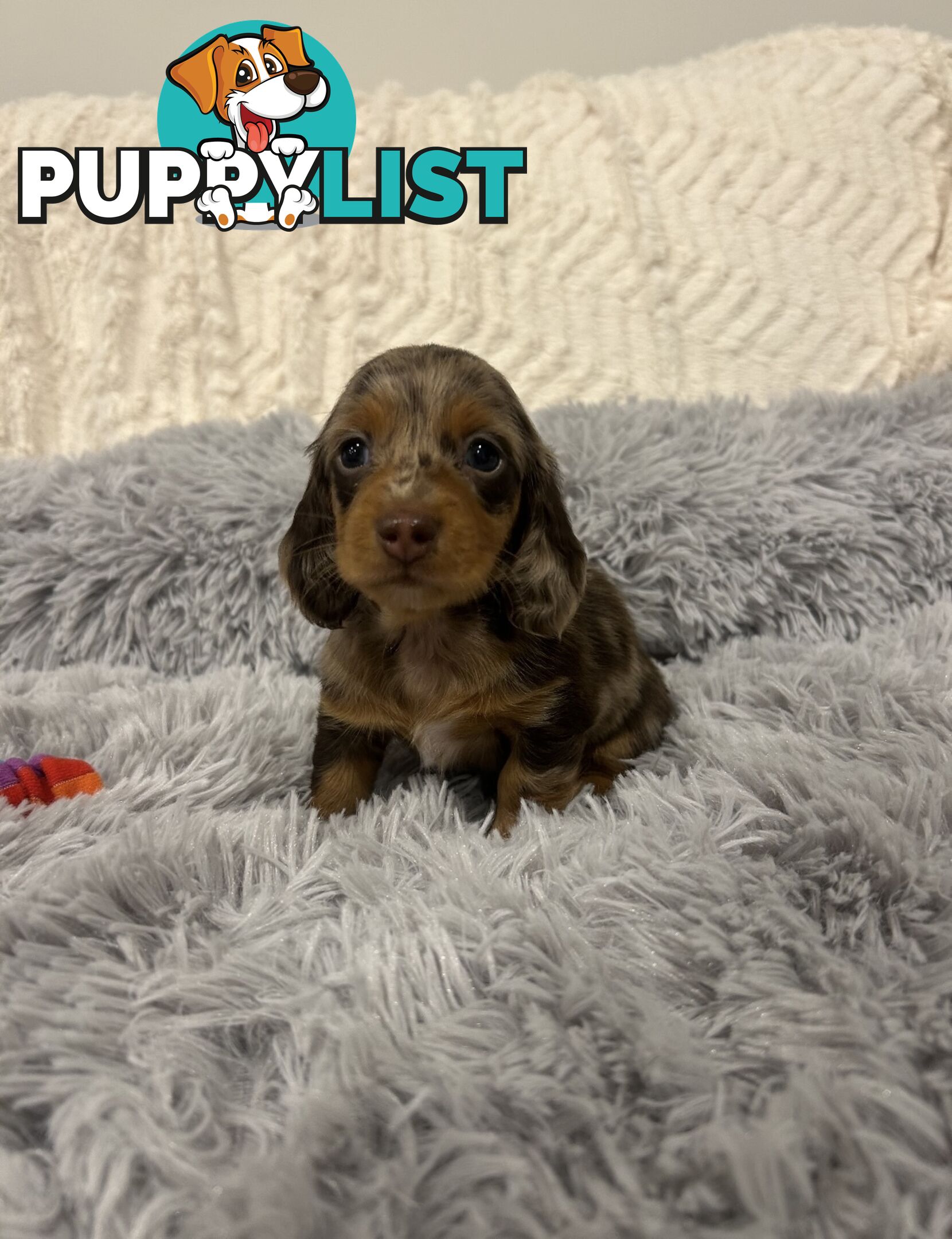 Purebred Miniture Dachshund Puppies 🤎