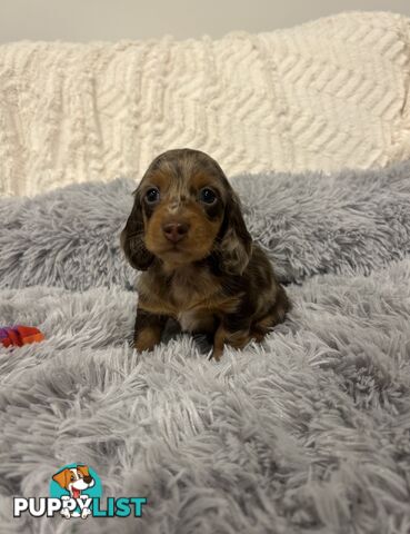 Purebred Miniture Dachshund Puppies 🤎