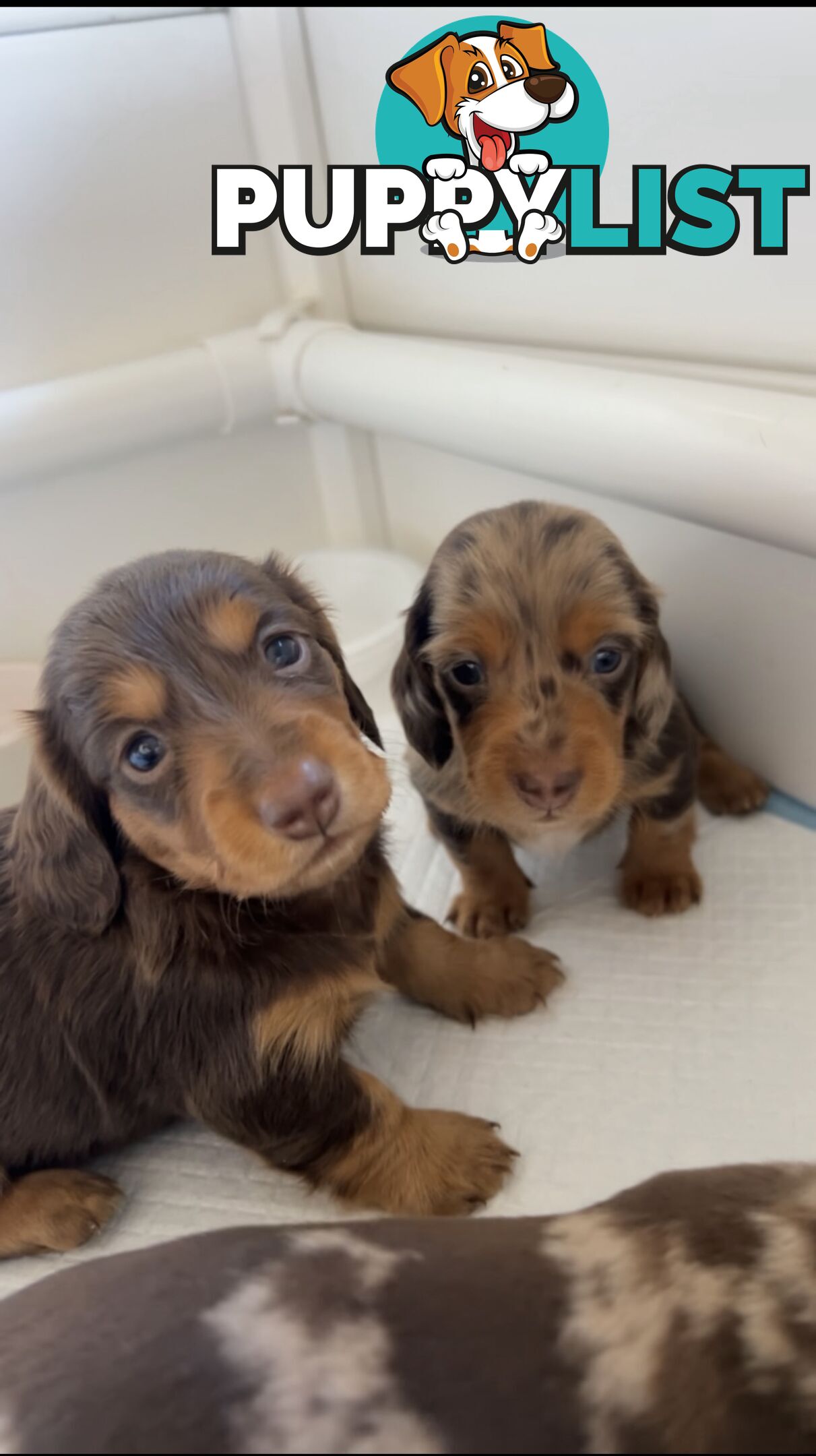 Purebred Miniture Dachshund Puppies 🤎