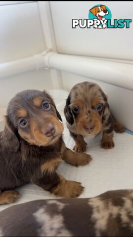 Purebred Miniture Dachshund Puppies 🤎