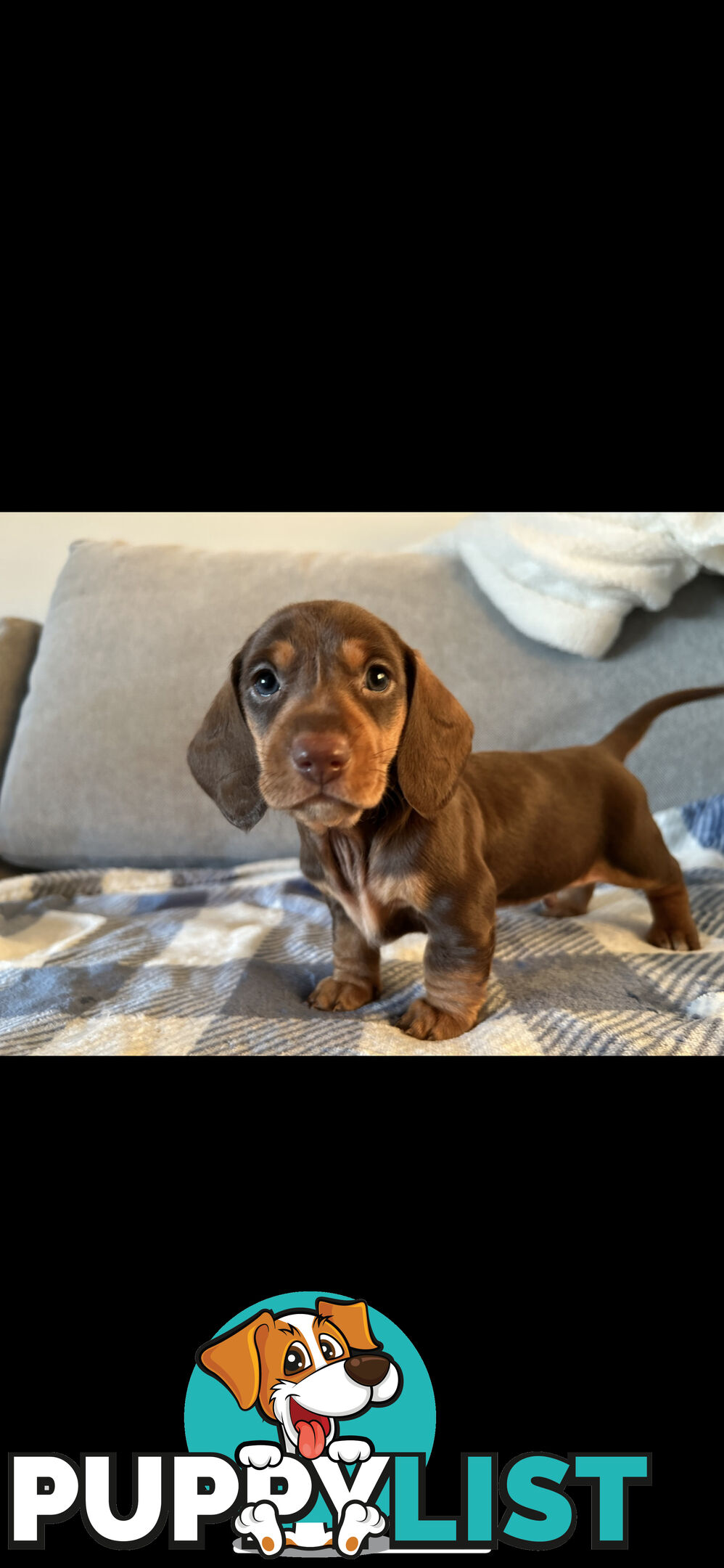 Purebred Miniture Dachshund Puppies 🤎