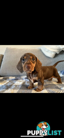 Purebred Miniture Dachshund Puppies 🤎