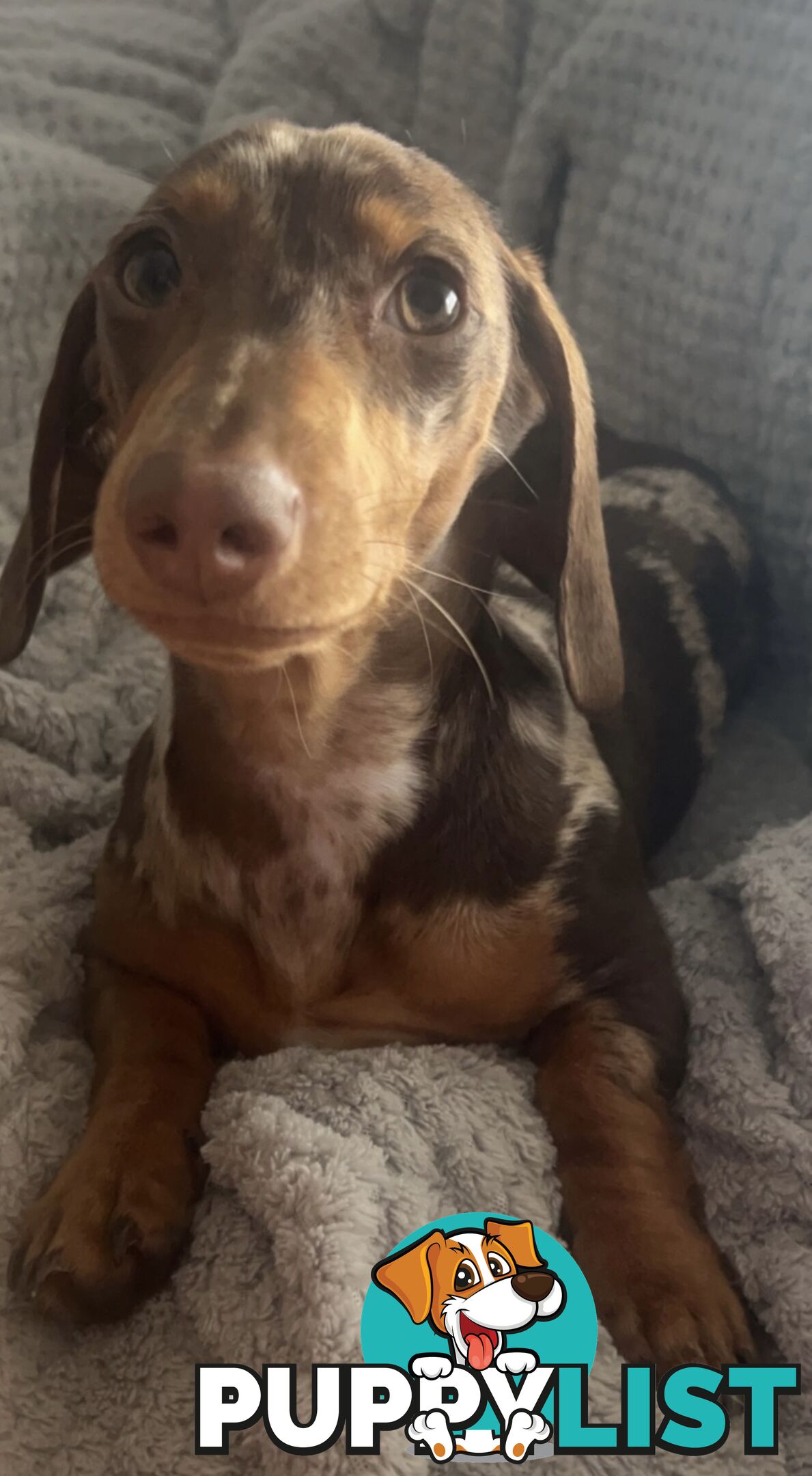 Purebred Miniture Dachshund Puppies 🤎