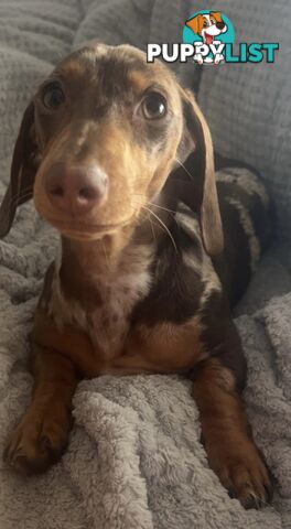 Purebred Miniture Dachshund Puppies 🤎
