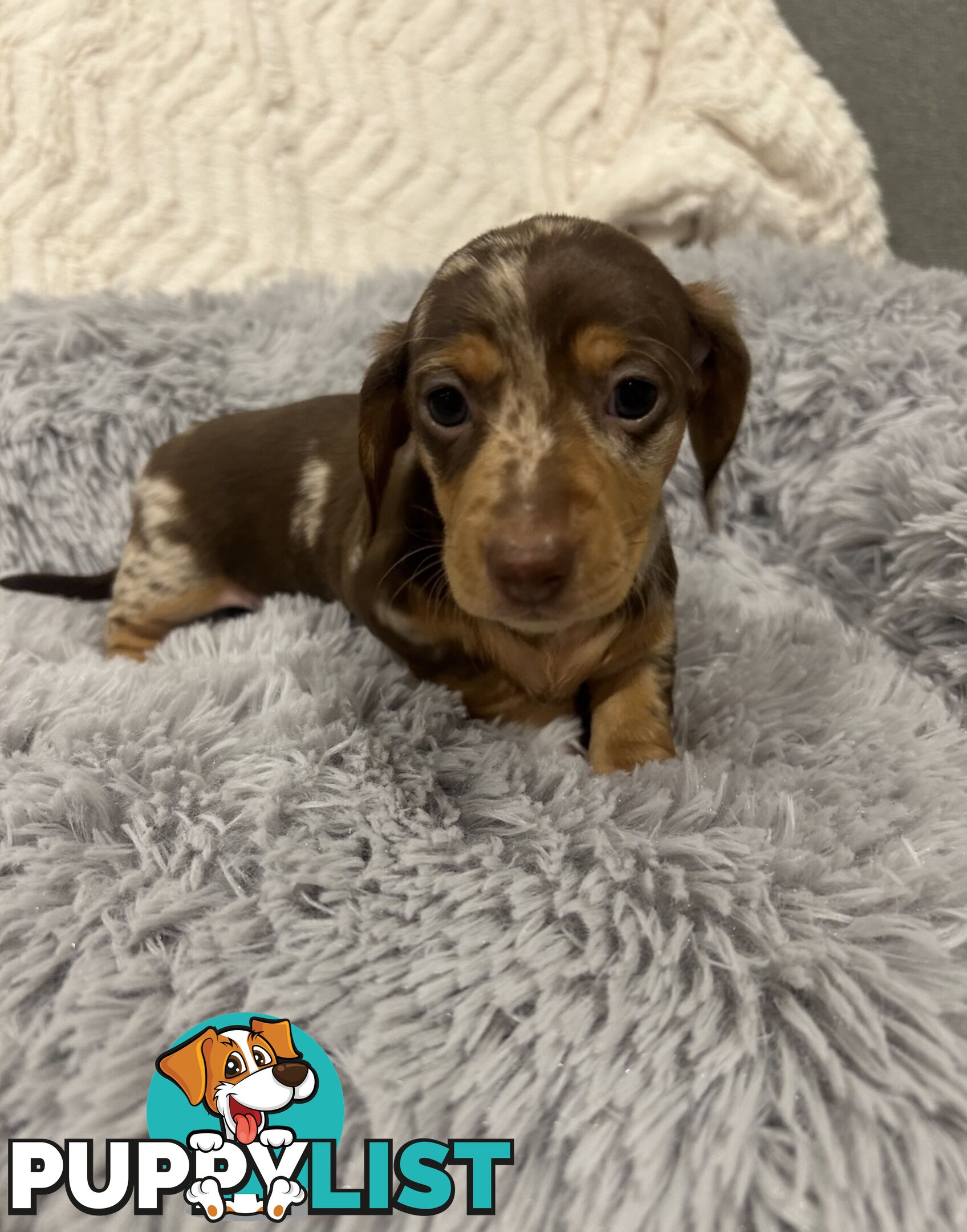 Purebred Miniture Dachshund Puppies 🤎