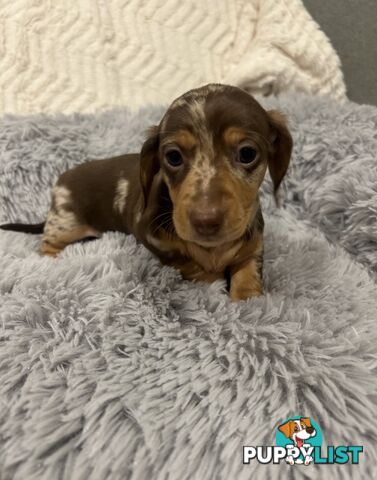 Purebred Miniture Dachshund Puppies 🤎