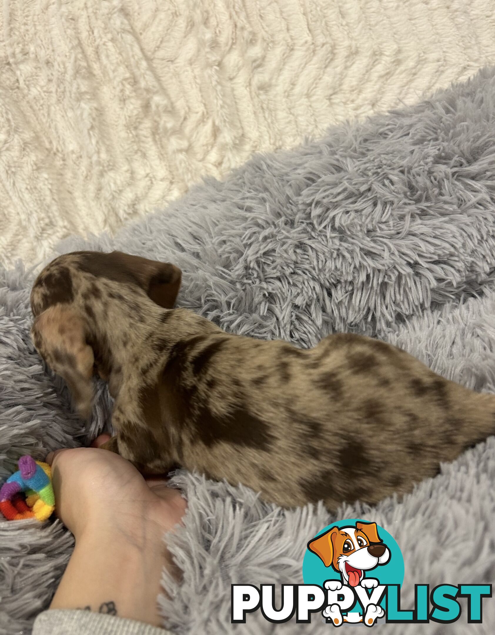 Purebred Miniture Dachshund Puppies 🤎