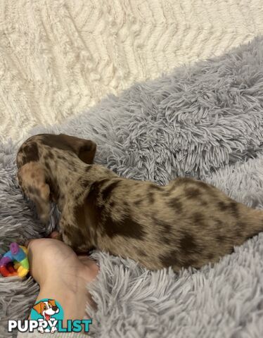 Purebred Miniture Dachshund Puppies 🤎