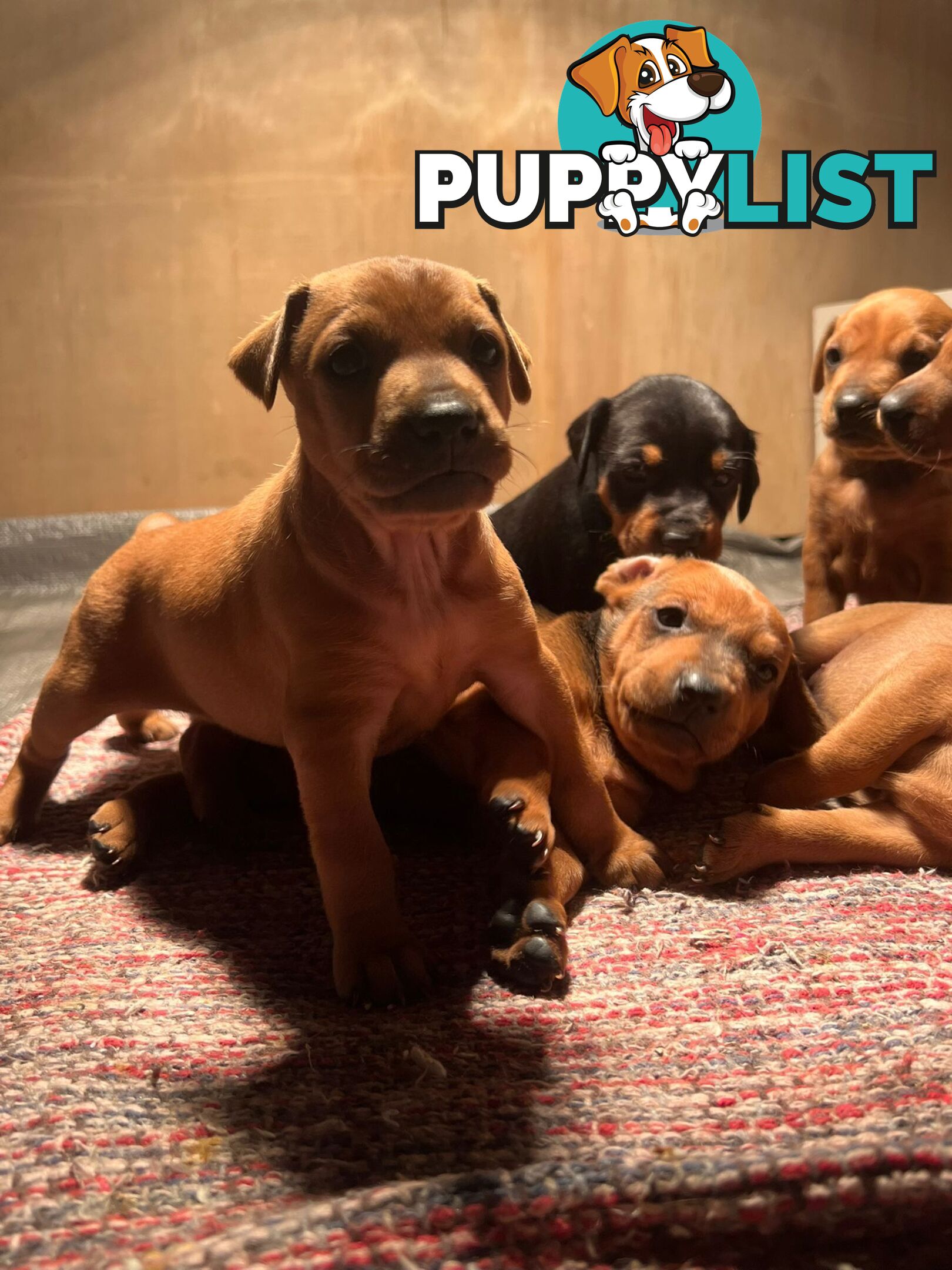 Rare German Pinscher x Miniature Pinscher Puppies – 7 Gorgeous Girls