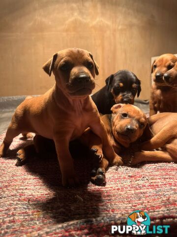 Rare German Pinscher x Miniature Pinscher Puppies – 7 Gorgeous Girls