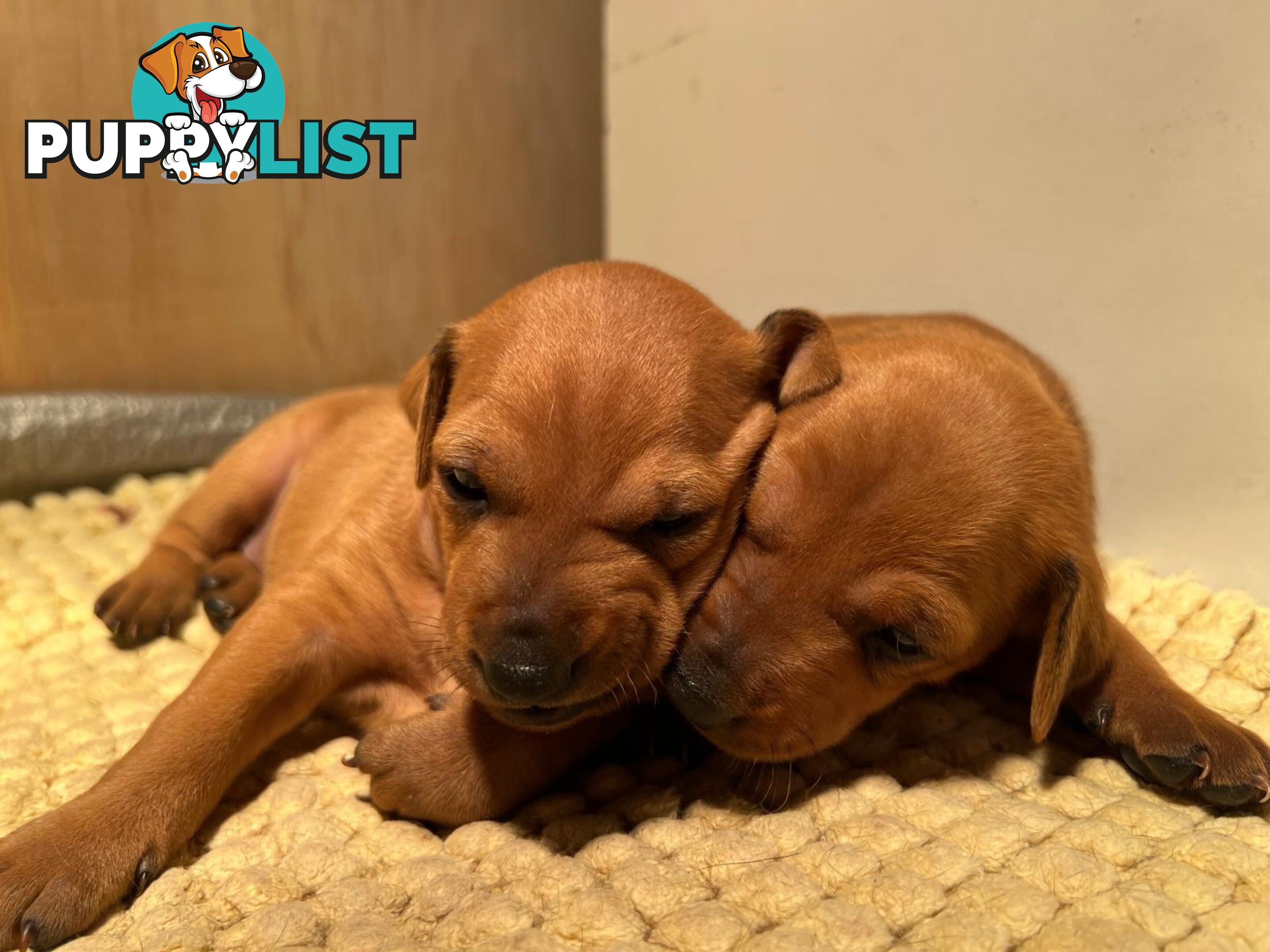 Rare German Pinscher x Miniature Pinscher Puppies – 7 Gorgeous Girls
