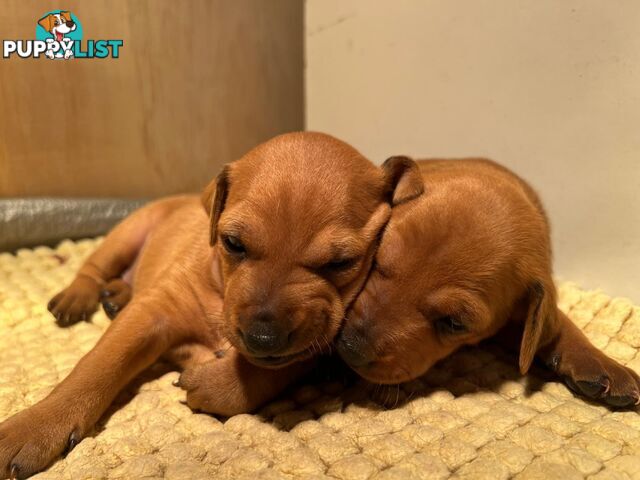 Rare German Pinscher x Miniature Pinscher Puppies – 7 Gorgeous Girls
