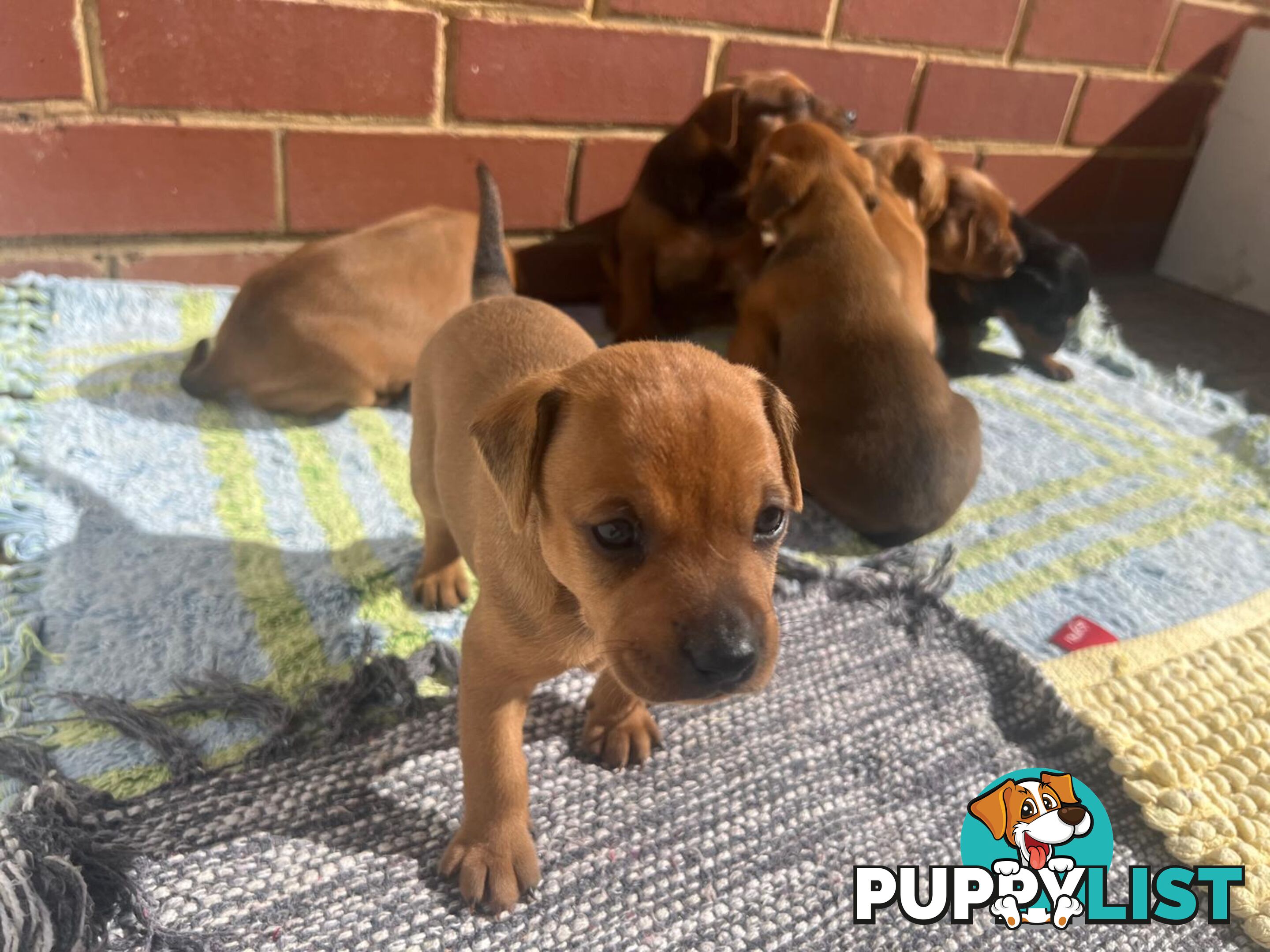 Rare German Pinscher x Miniature Pinscher Puppies – 7 Gorgeous Girls