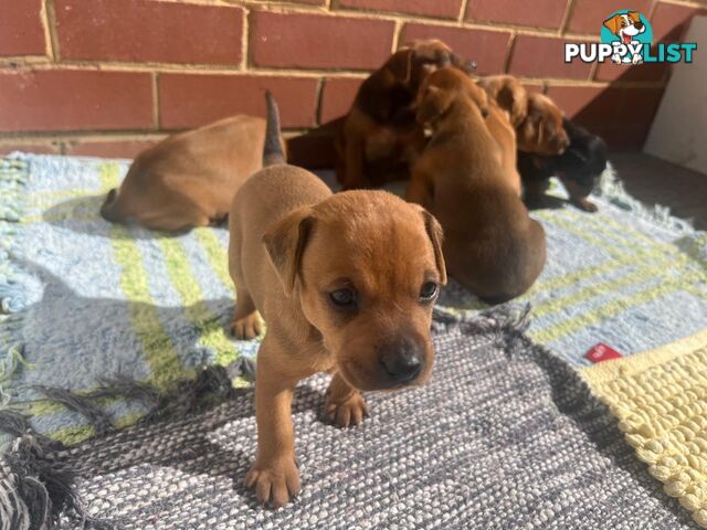 Rare German Pinscher x Miniature Pinscher Puppies – 7 Gorgeous Girls
