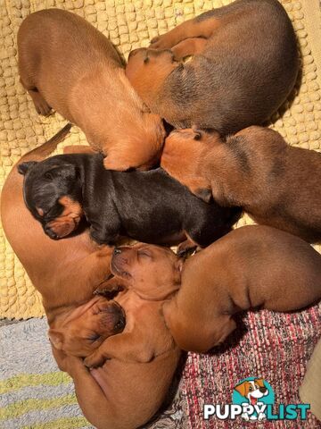 Rare German Pinscher x Miniature Pinscher Puppies – 7 Gorgeous Girls