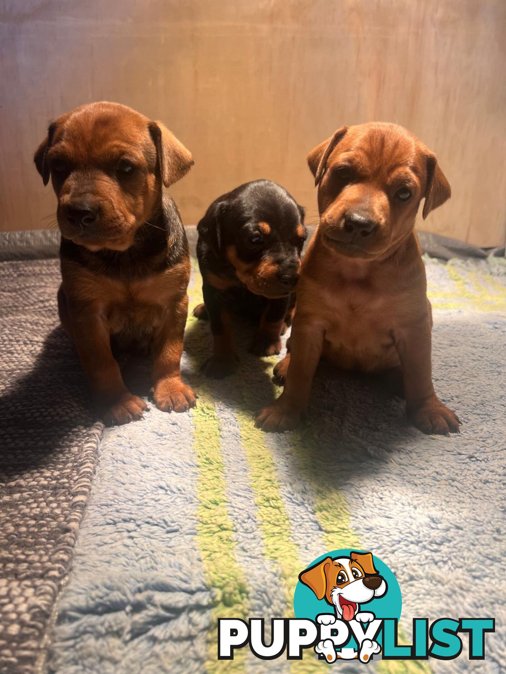 Rare German Pinscher x Miniature Pinscher Puppies – 7 Gorgeous Girls