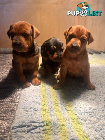 Rare German Pinscher x Miniature Pinscher Puppies – 7 Gorgeous Girls