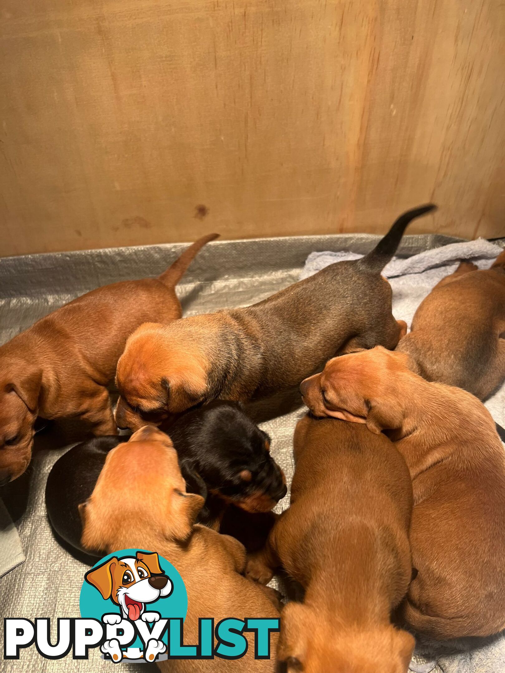 Rare German Pinscher x Miniature Pinscher Puppies – 7 Gorgeous Girls