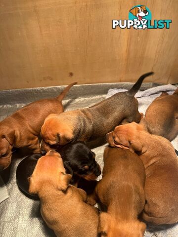 Rare German Pinscher x Miniature Pinscher Puppies – 7 Gorgeous Girls