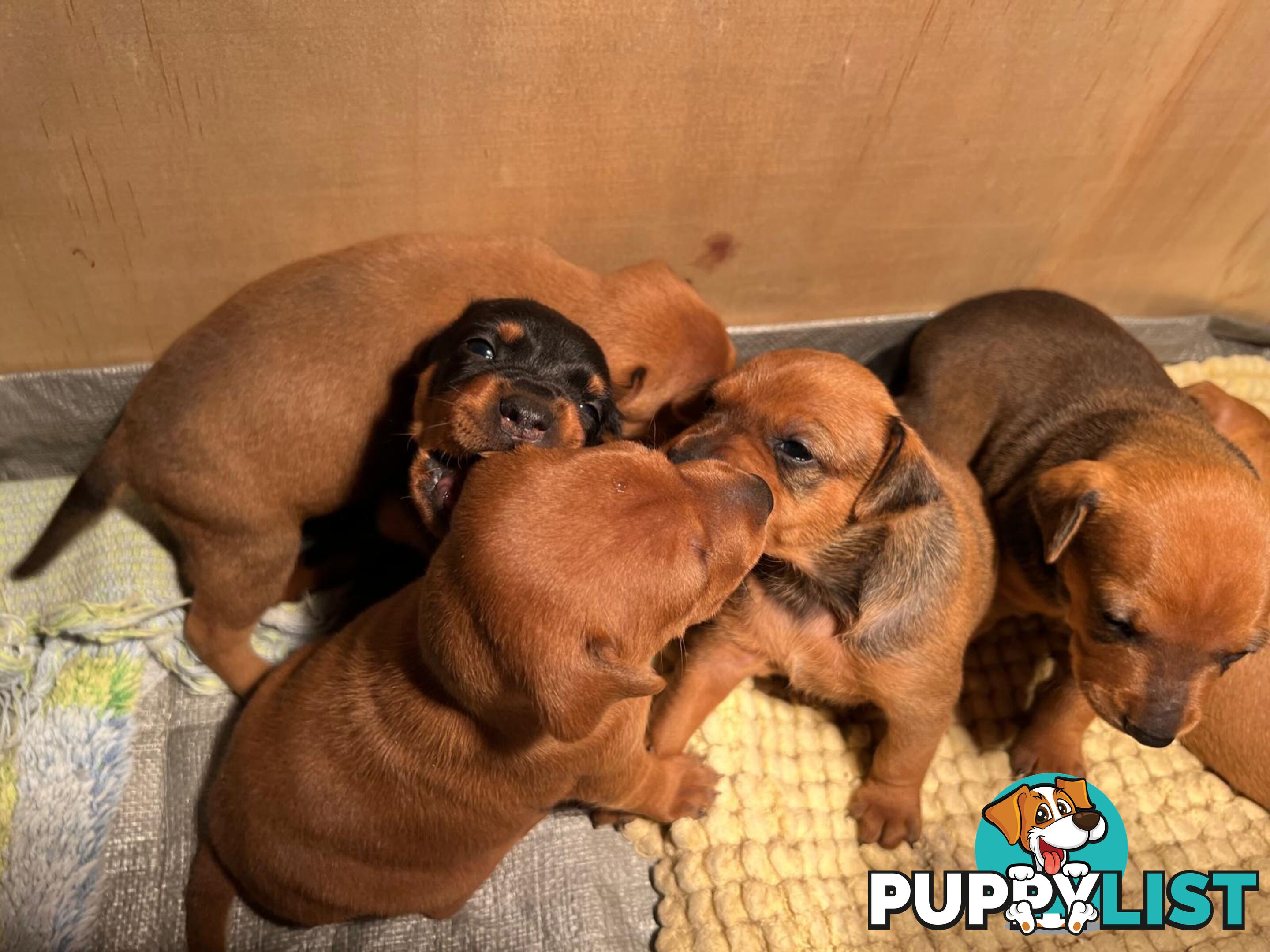 Rare German Pinscher x Miniature Pinscher Puppies – 7 Gorgeous Girls