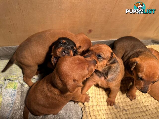 Rare German Pinscher x Miniature Pinscher Puppies – 7 Gorgeous Girls