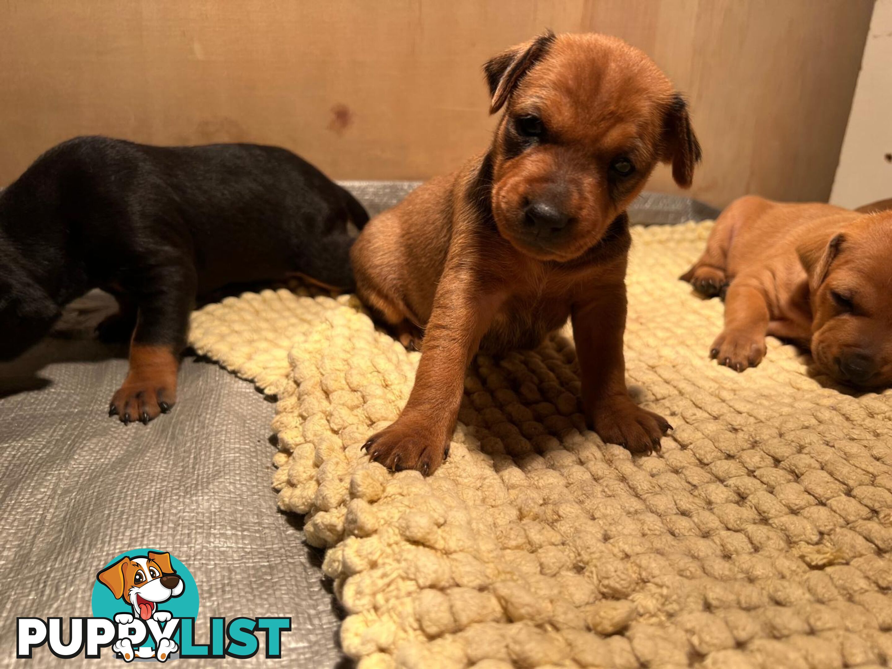 Rare German Pinscher x Miniature Pinscher Puppies – 7 Gorgeous Girls