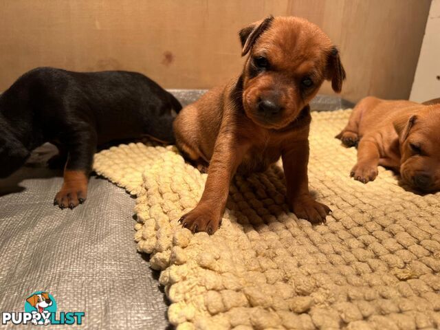 Rare German Pinscher x Miniature Pinscher Puppies – 7 Gorgeous Girls
