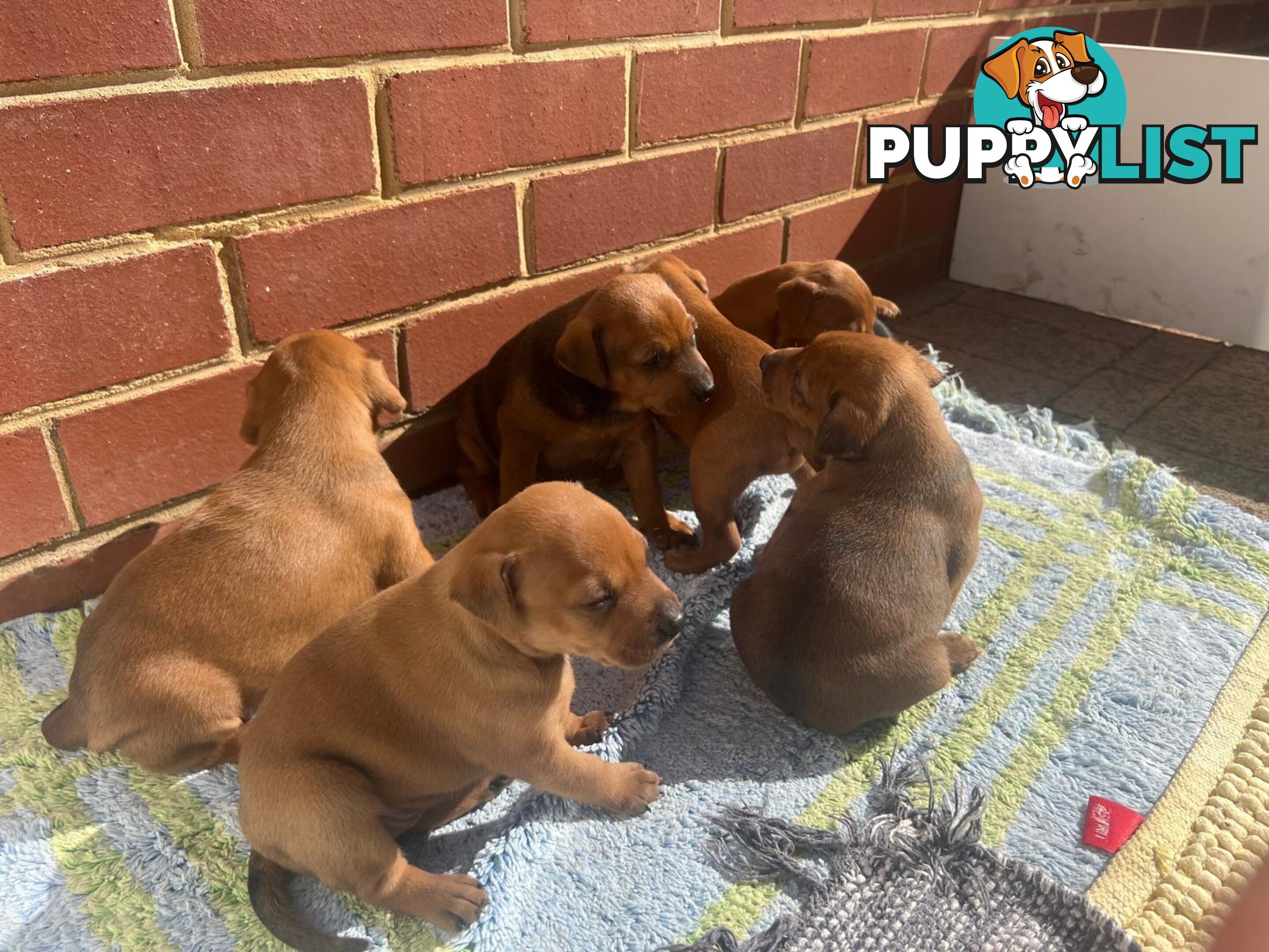 Rare German Pinscher x Miniature Pinscher Puppies – 7 Gorgeous Girls