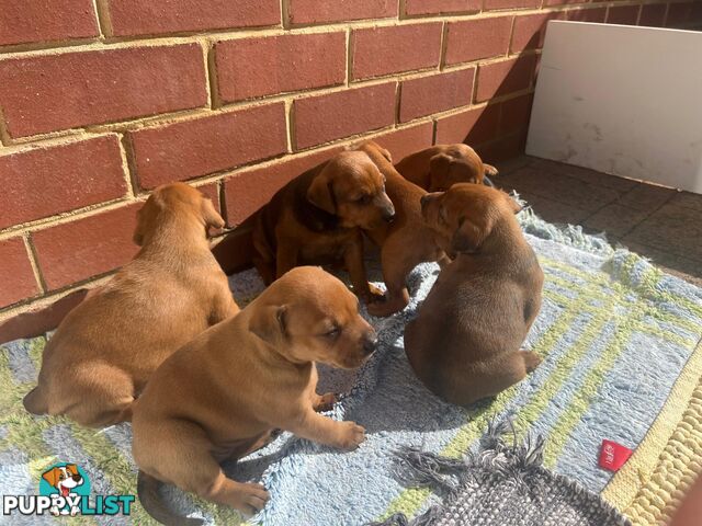 Rare German Pinscher x Miniature Pinscher Puppies – 7 Gorgeous Girls