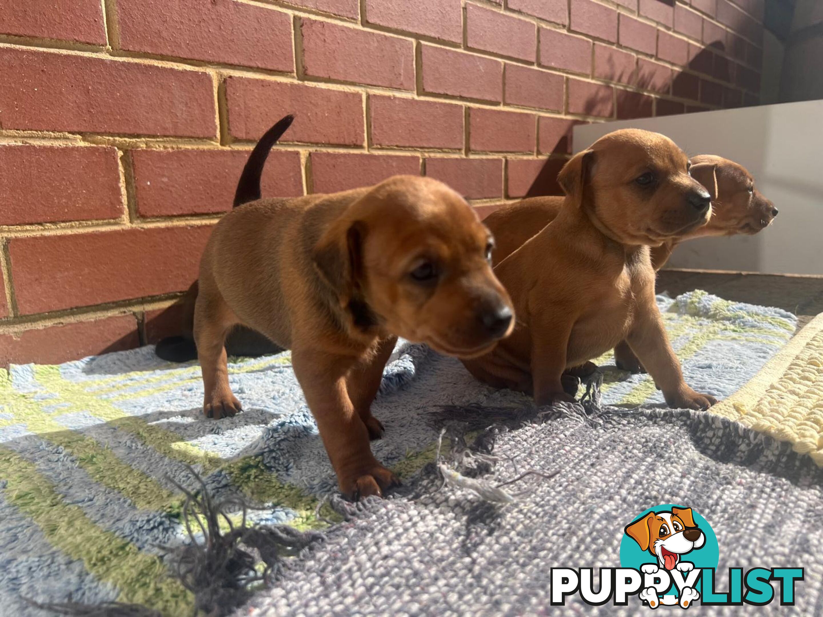 Rare German Pinscher x Miniature Pinscher Puppies – 7 Gorgeous Girls