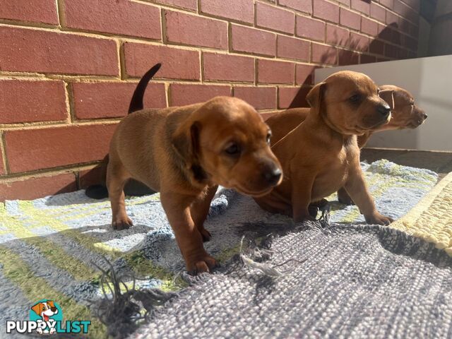 Rare German Pinscher x Miniature Pinscher Puppies – 7 Gorgeous Girls