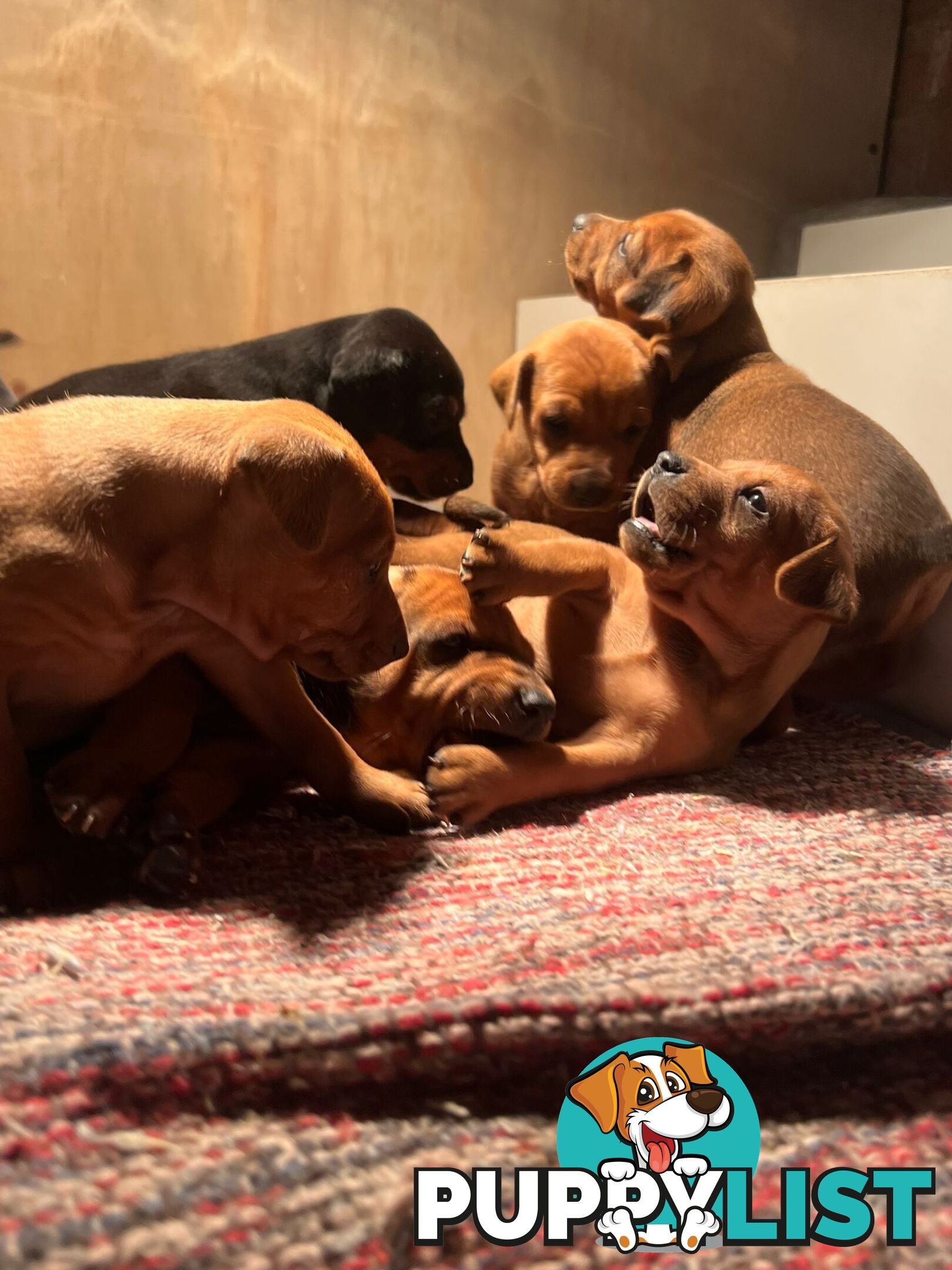 Rare German Pinscher x Miniature Pinscher Puppies – 7 Gorgeous Girls