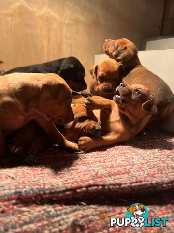 Rare German Pinscher x Miniature Pinscher Puppies – 7 Gorgeous Girls