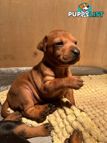 Rare German Pinscher x Miniature Pinscher Puppies – 7 Gorgeous Girls