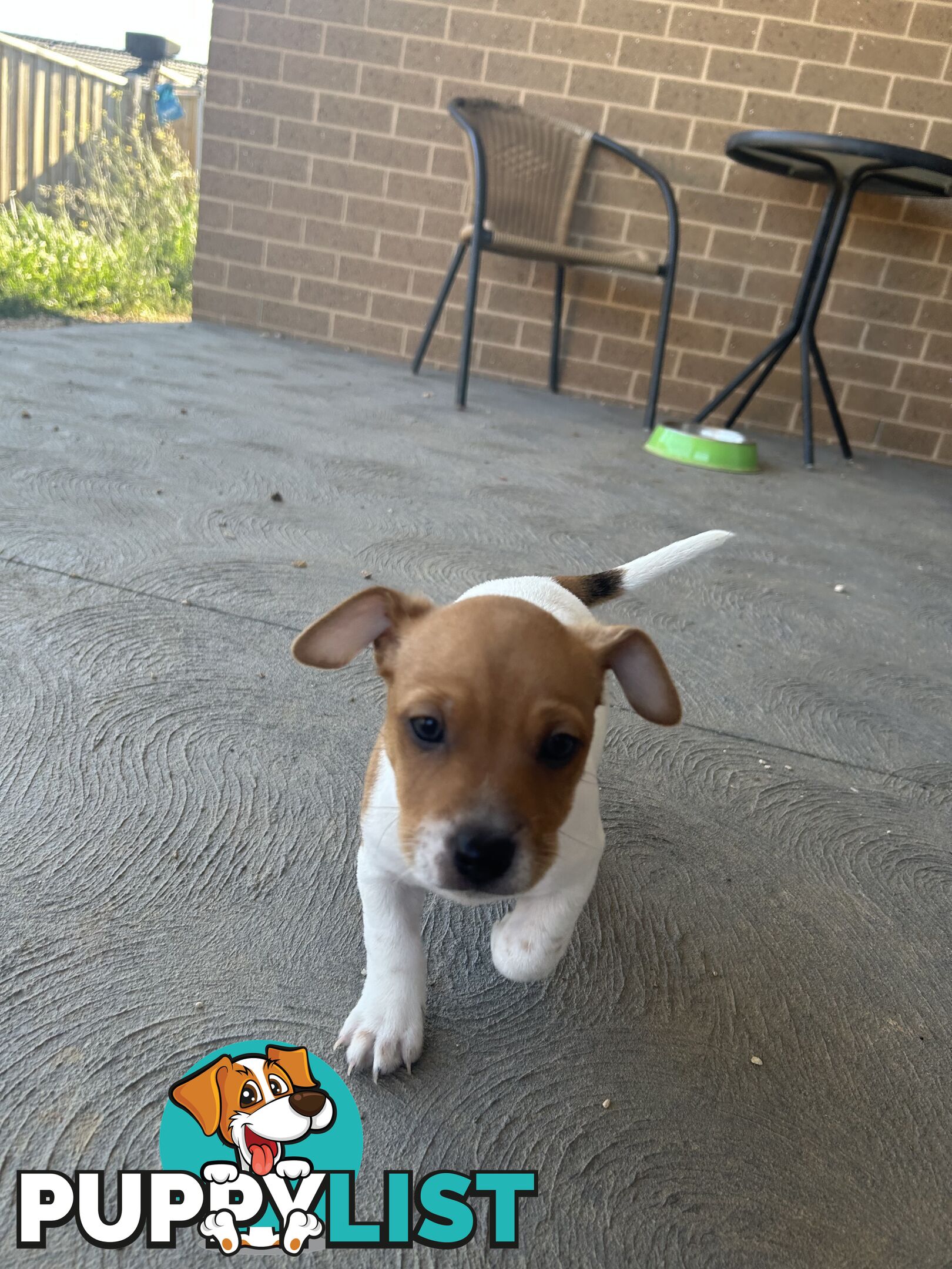 Jack Russell puppies x2 males