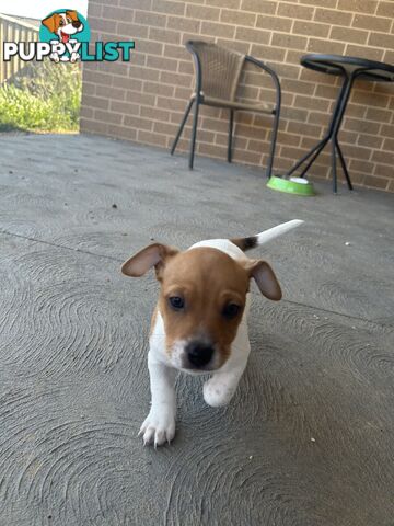 Jack Russell puppies x2 males