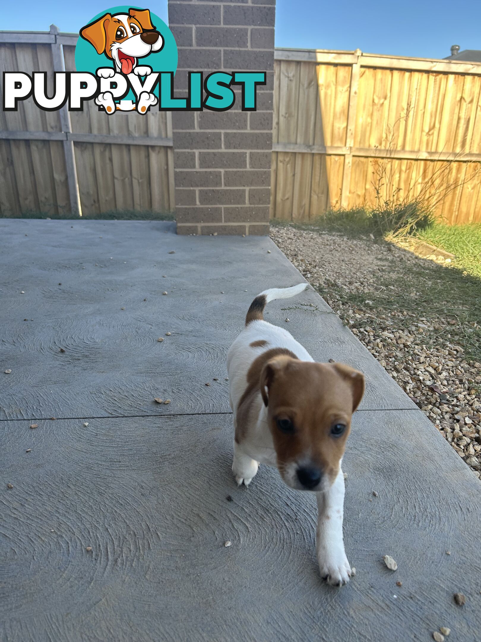 Jack Russell puppies x2 males