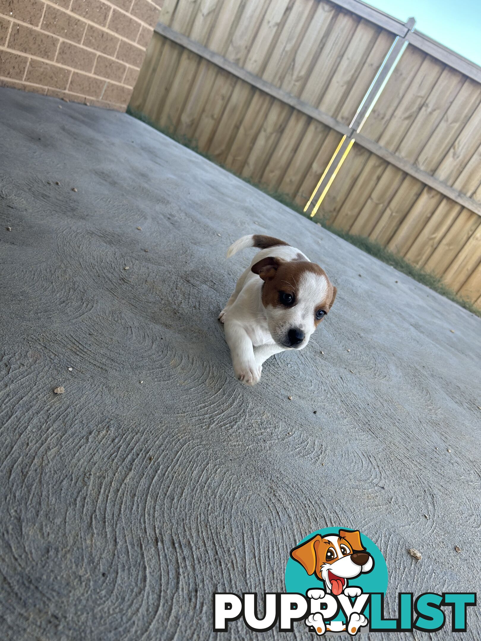 Jack Russell puppies x2 males