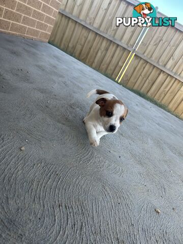 Jack Russell puppies x2 males