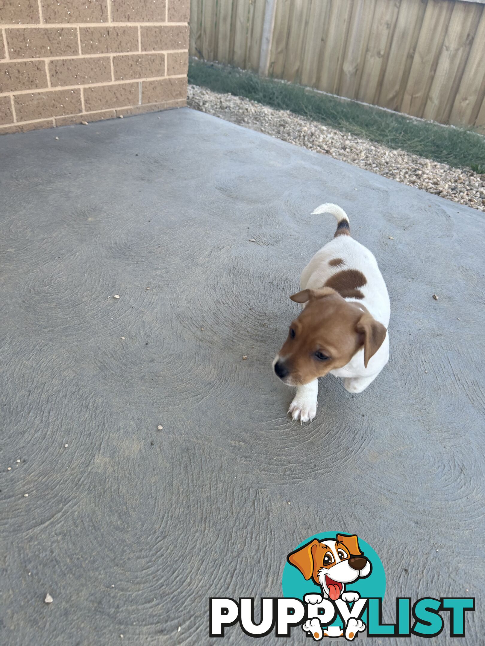 Jack Russell puppies x2 males