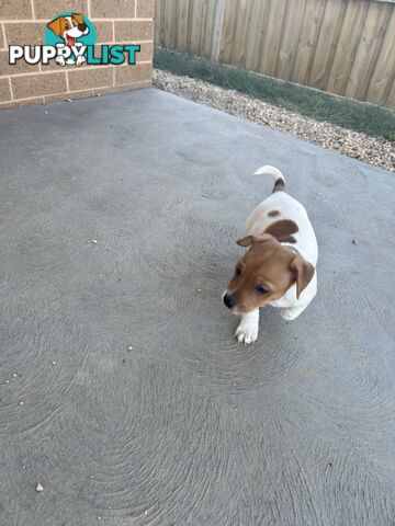 Jack Russell puppies x2 males