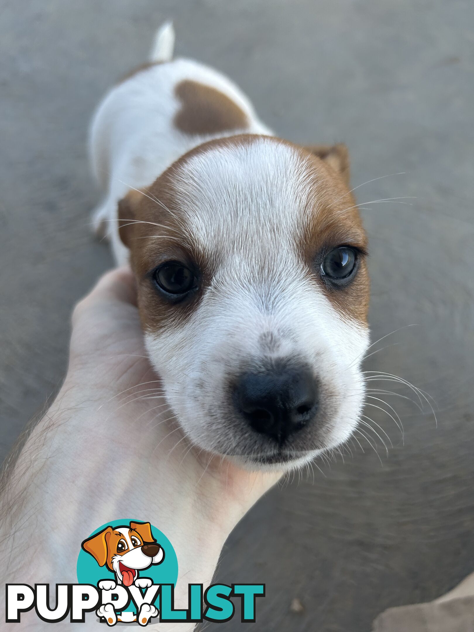 Jack Russell puppies x2 males