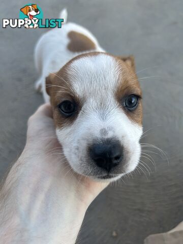 Jack Russell puppies x2 males