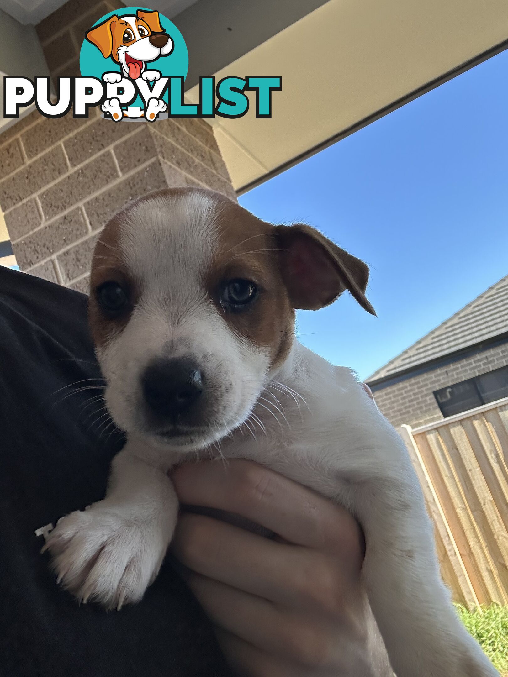 Jack Russell puppies x2 males